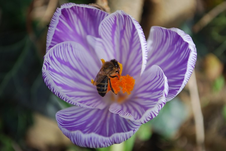 abeille et crocus